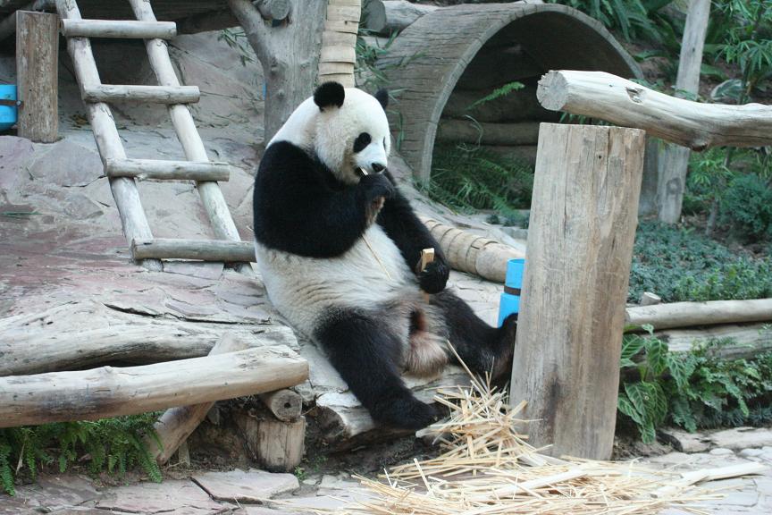 Panda - zoo Chiang Mai