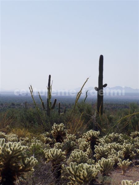 USA, Arizona - Organ Pipe National Monument