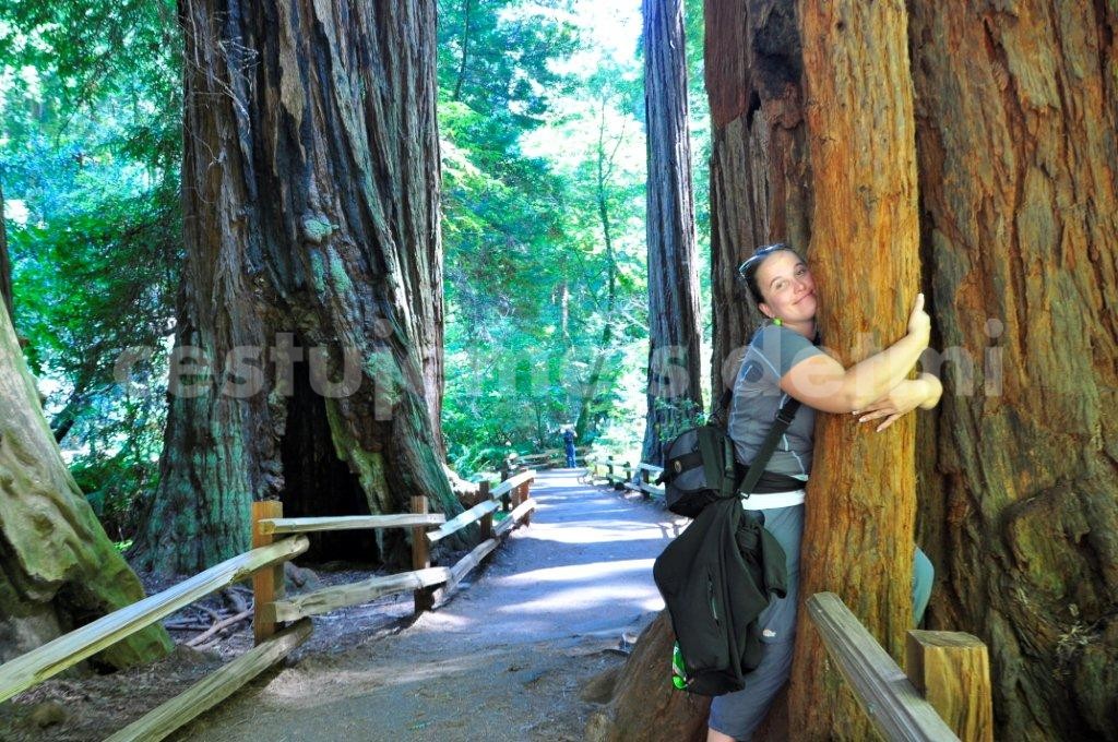 Muir Woods National Monument