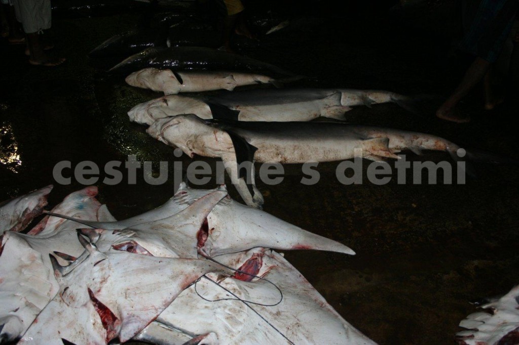 Negombo - Fisch market