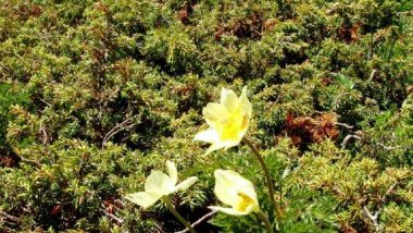 planina Puflatsch, místní květena