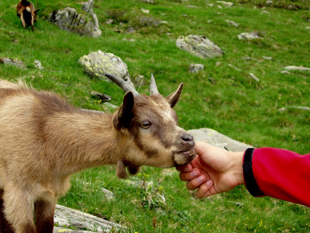 koza chtivá soli koza chtivá soli