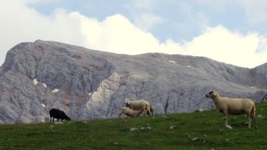 na cestě - stádečko ovcí