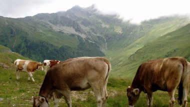 hory a všudypřítomné kravičky- typický obraz Dolomit :)