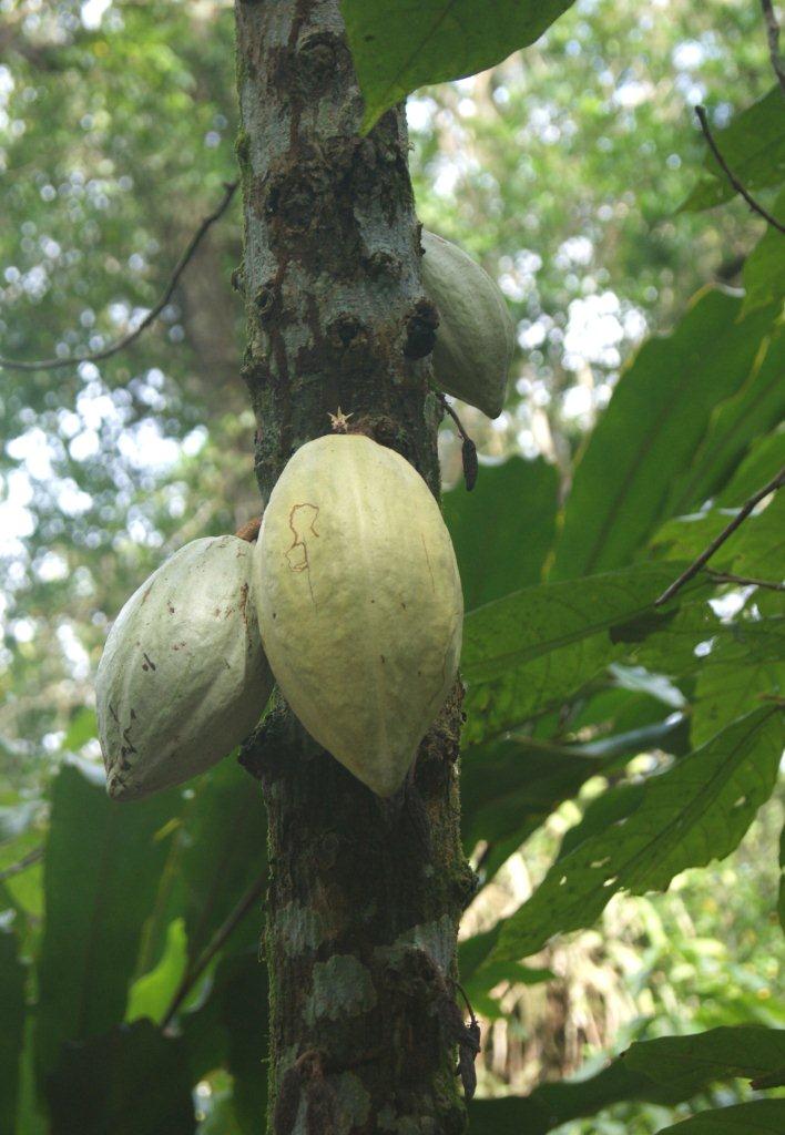 Paria Museo del Cacao Pariano. (3)