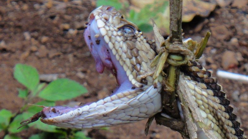 na provázku, jako pejsánek - smrtelně jedovatý chřestýš