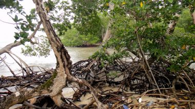 na ostrově- porosty mangrove