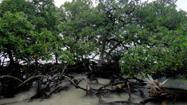na ostrově- porosty mangrove