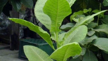 rostlinka tabáku