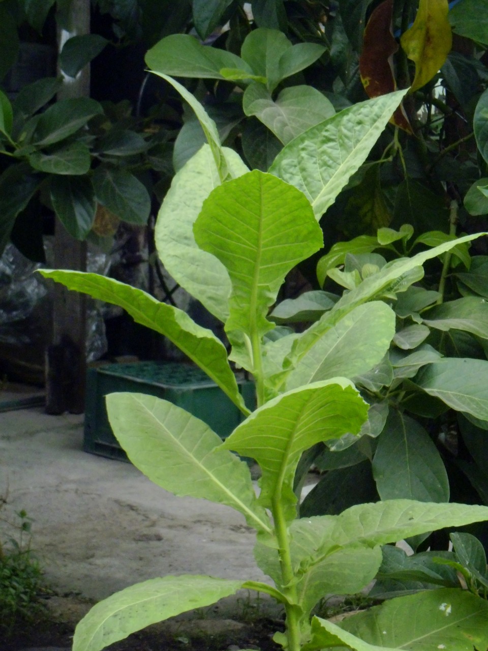 rostlinka tabáku