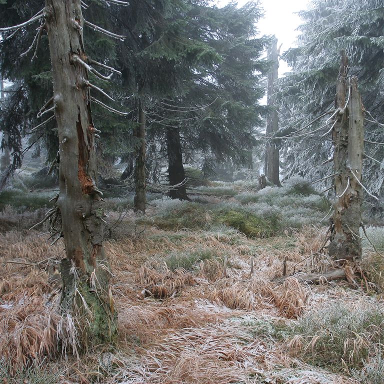 Prales Jizera (5)