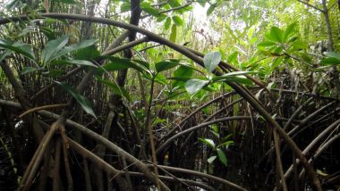porosty mangrove