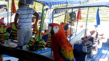 přítulný papoušek a naše lodička