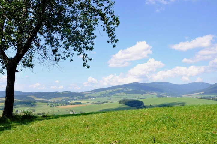 KRÁLÍKY (13)