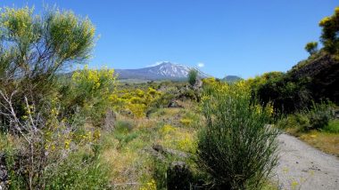 Etna a jalovce a kručinka