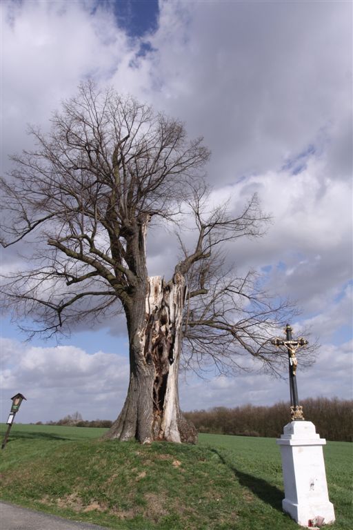 památný strom u Bosyně