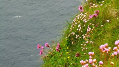 Dunnet Head