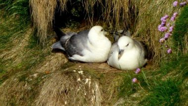 Duncansby head