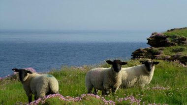 Duncansby head