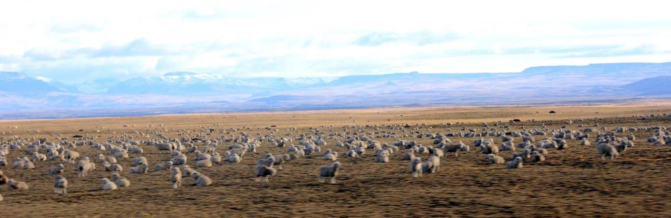 Míjíme obrovská stáda Guanaco (lam) a ovcí.