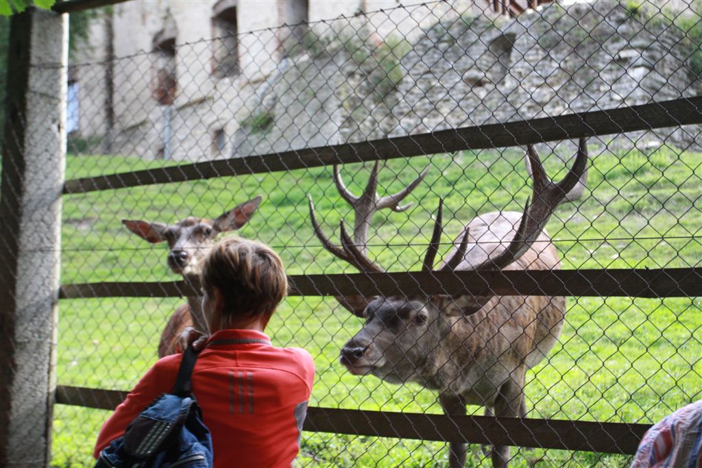 Hrad Košumberk v Luži