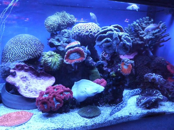 Eilat-oceanarium
