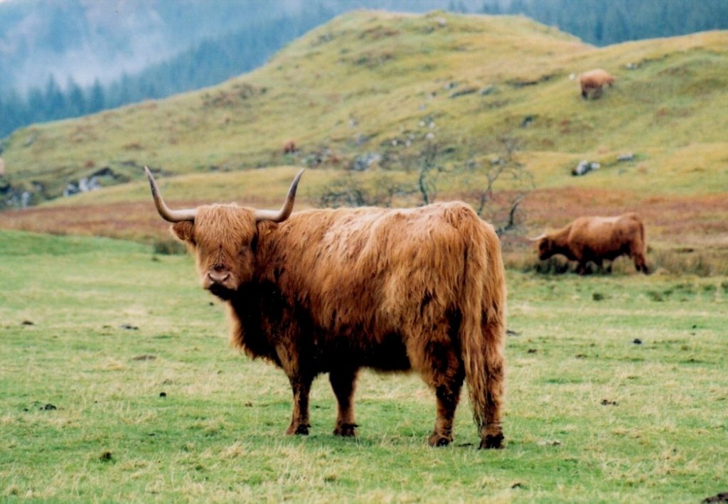 Highland Cattle