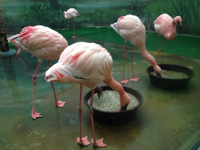 ZOO Dvůr Králové nad Labem