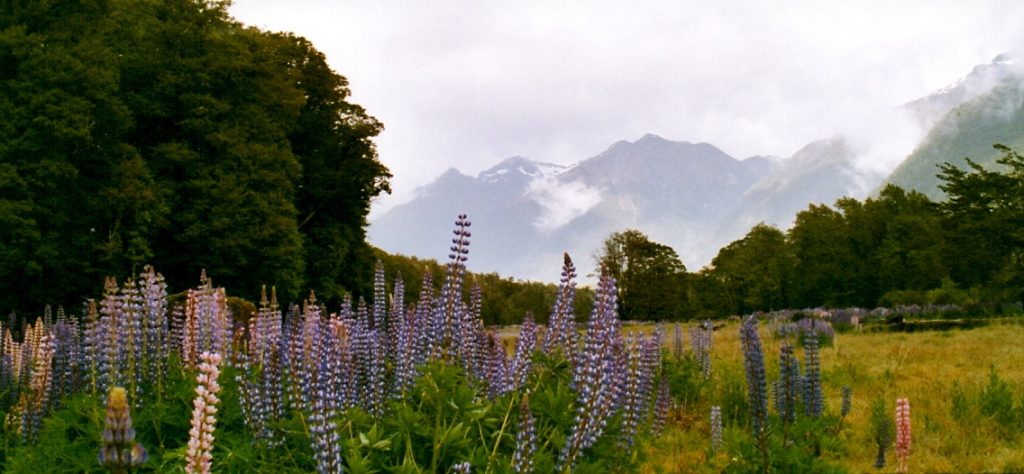 Cestou na Milford Sound