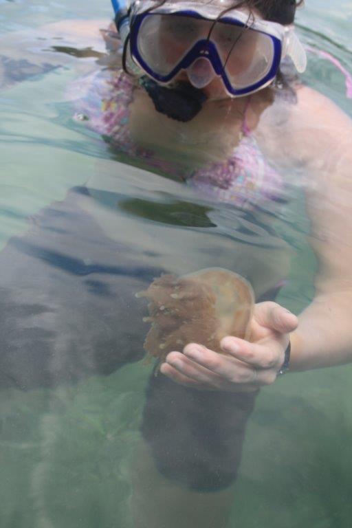 plavání s meduzama