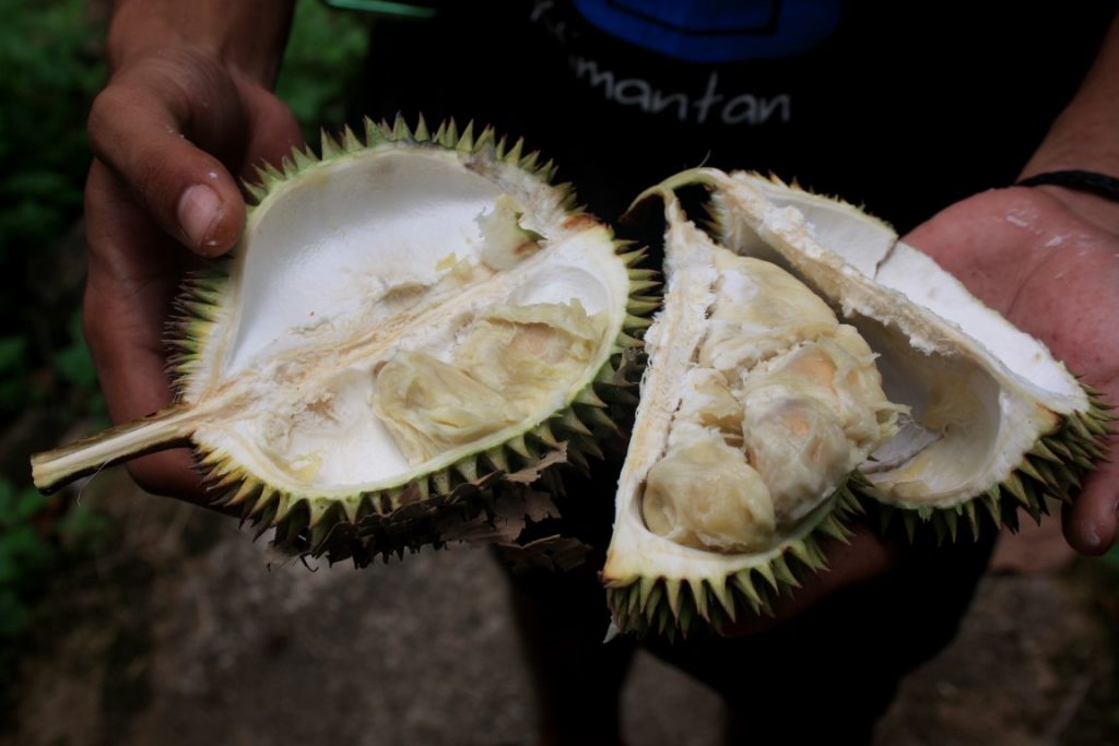 náš první čerstvě utržený Durian