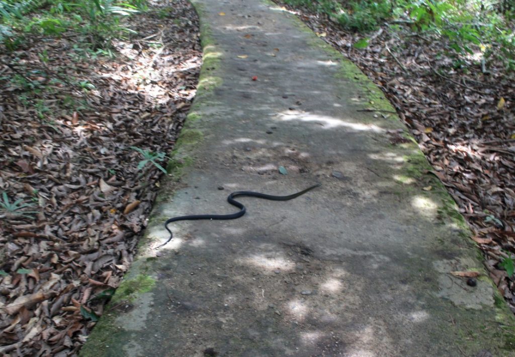 black spitting cobra - černá konbra nám překřížila cestu