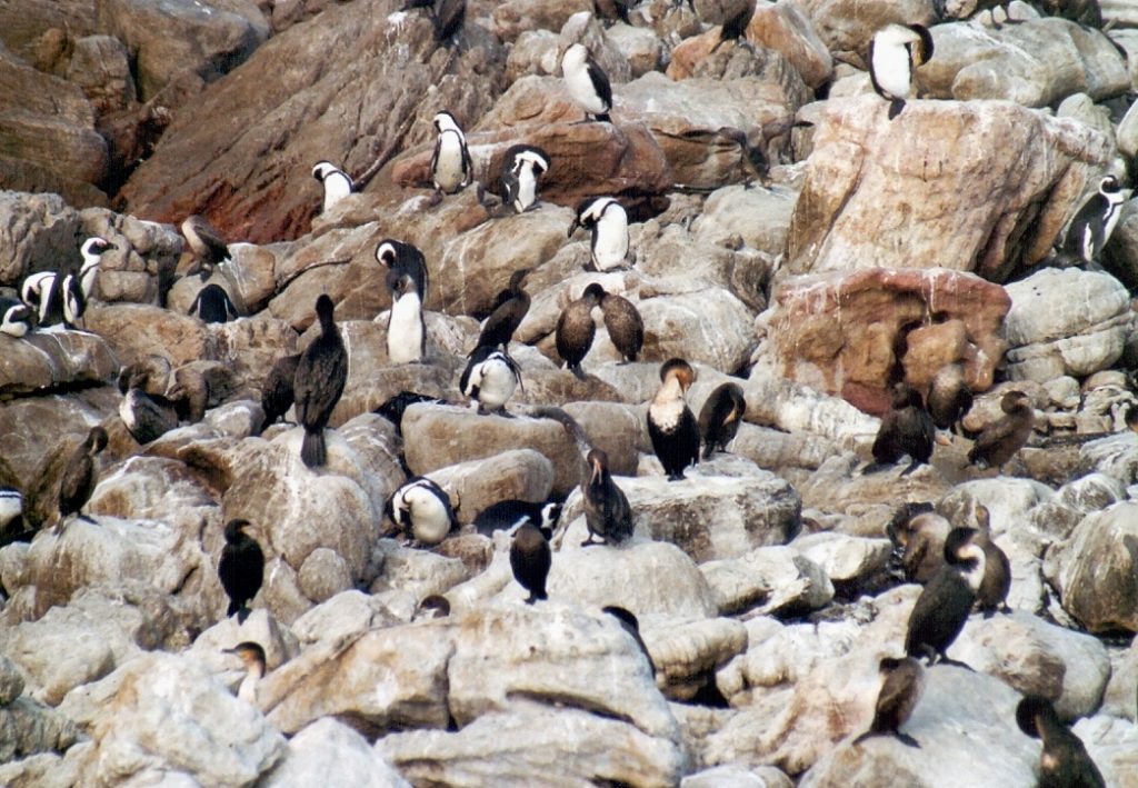 Stony Point Penguin