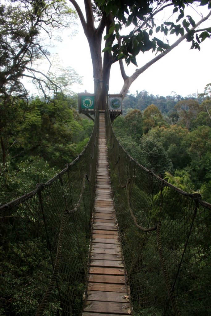 Bukit Bangkirai visutý most Borneo (5)