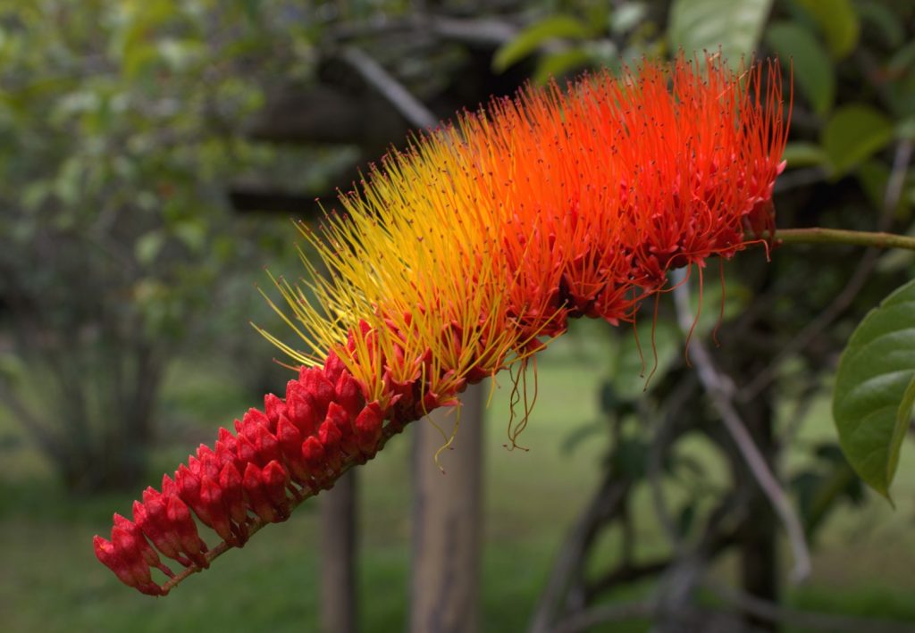 Combretum reticulatum z Afriky