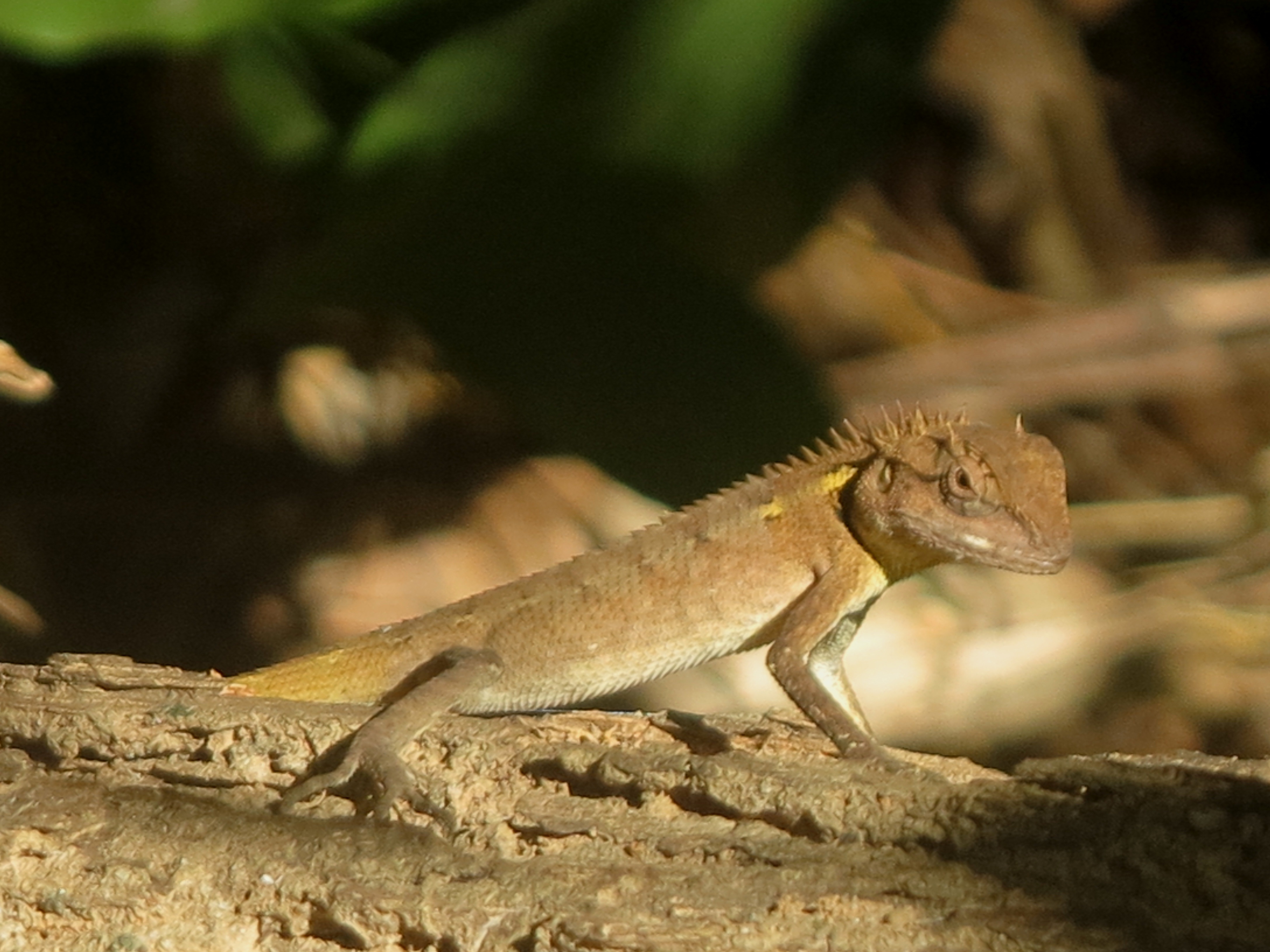 Khao Lak - Lam Ru NP