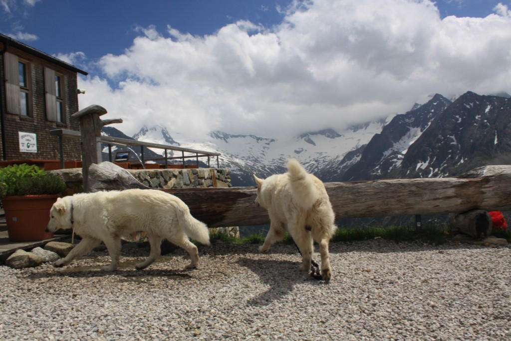 hafani u Olperer hutte