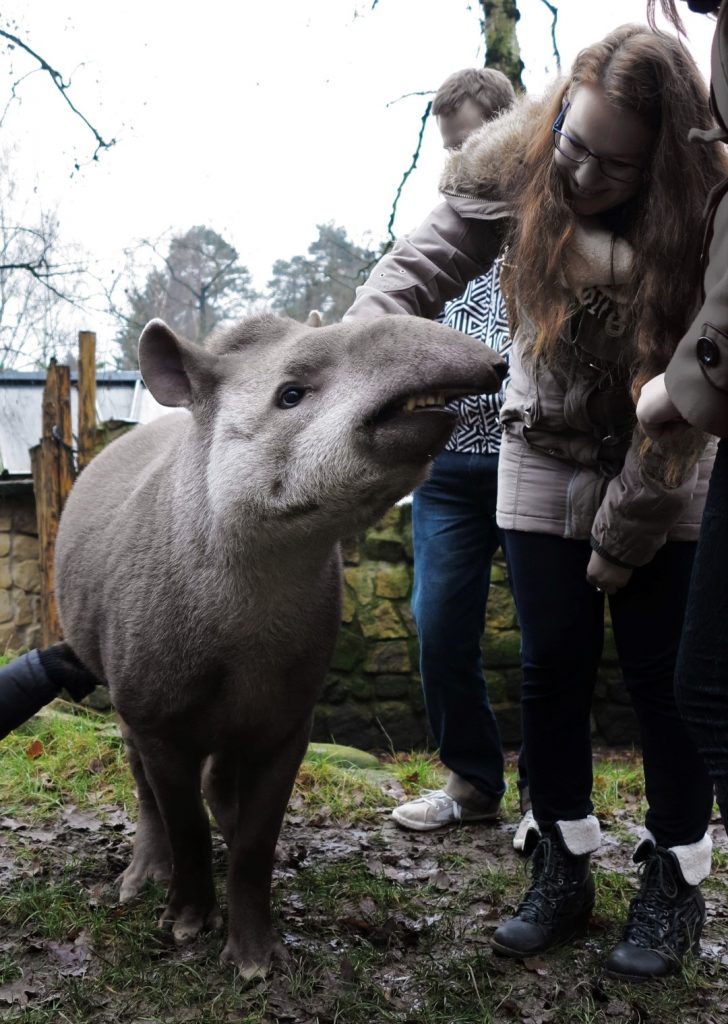 ZOO Děčín Tapír