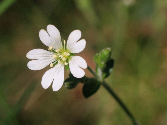 vzácný rožec kuřičkolistý (cerastium alsinifolium) vzácný rožec kuřičkolistý (cerastium alsinifolium)