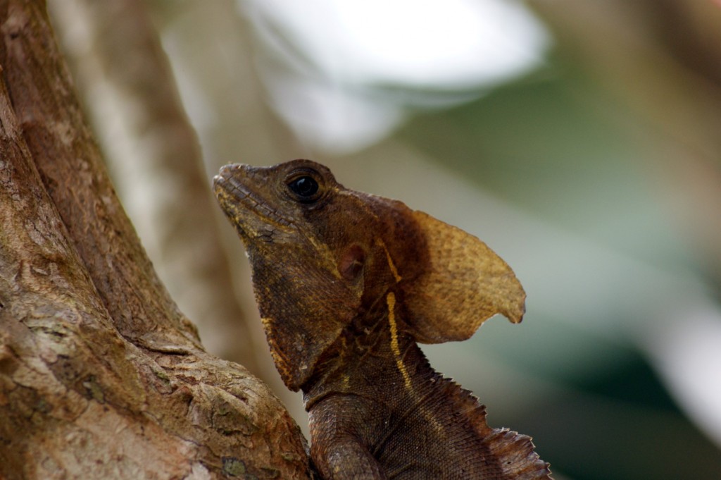 Bazilíšek pískovaný/Basiliscus vittatus/