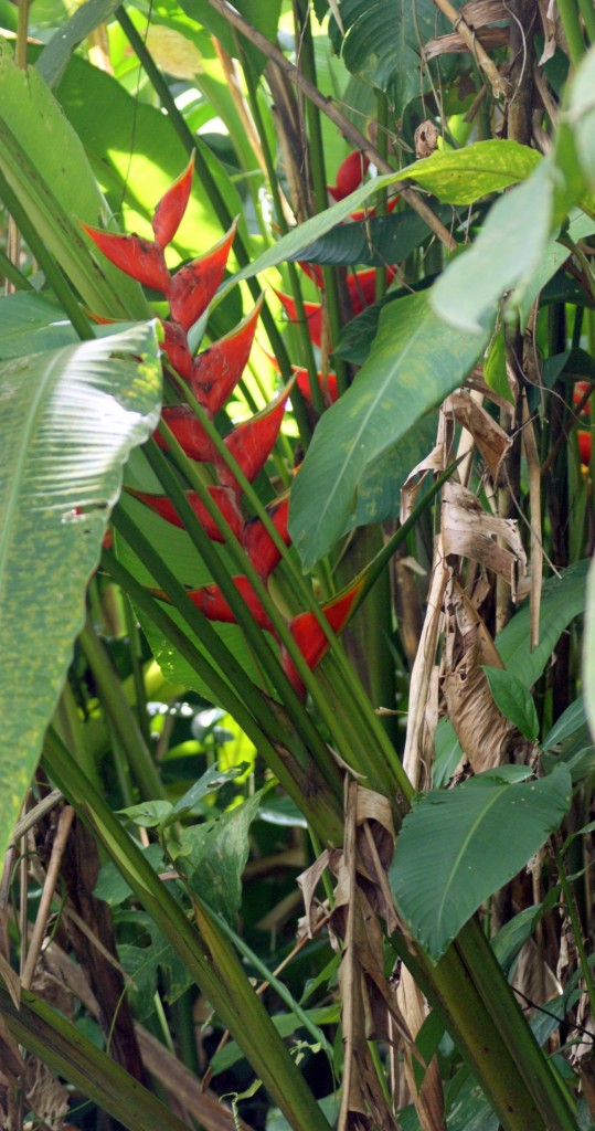 Heliconia