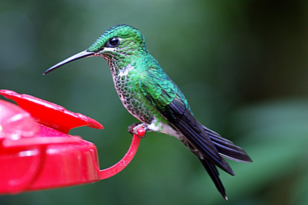 kolibřík