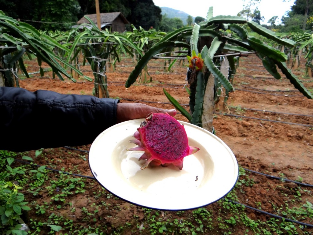 dragon fruit