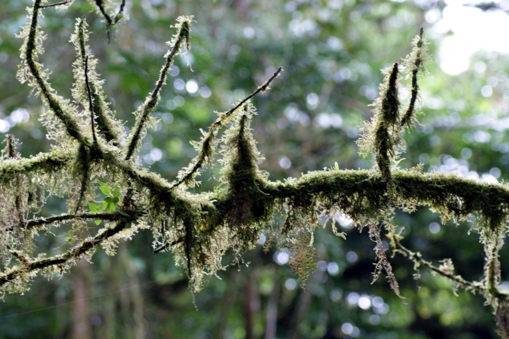 mlžný les Monteverde