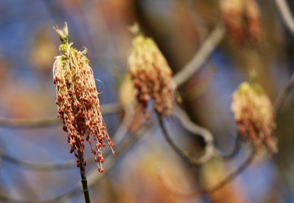 Botanická zahrada Troja