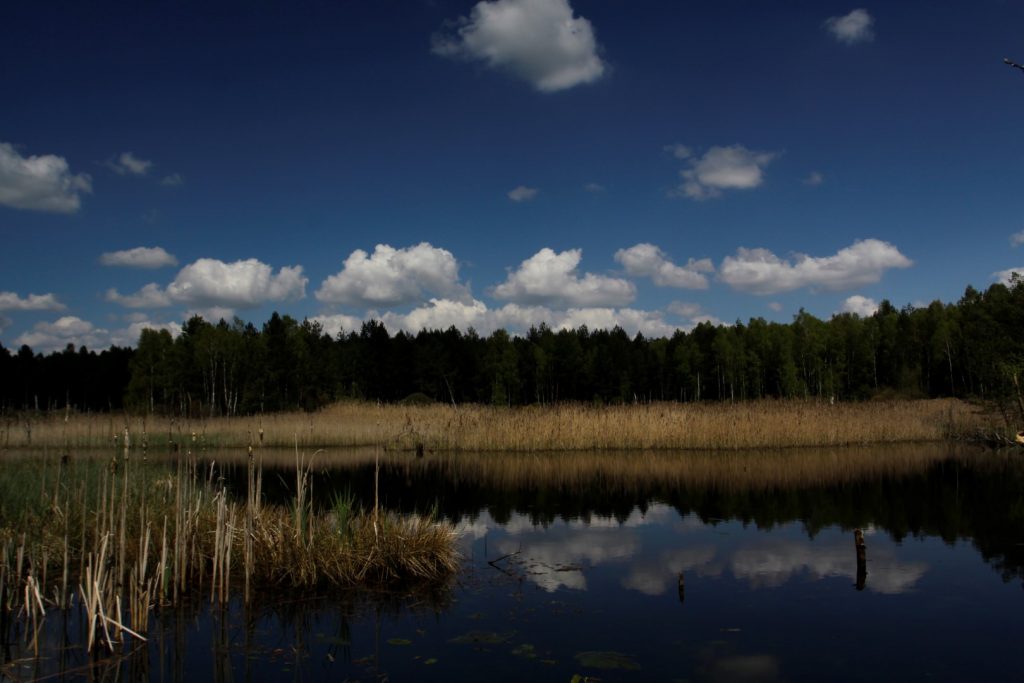 Borkovická blata