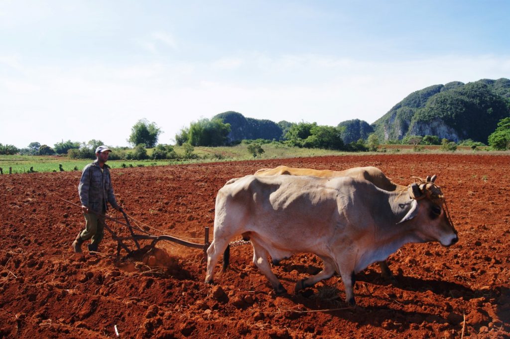 Vinales