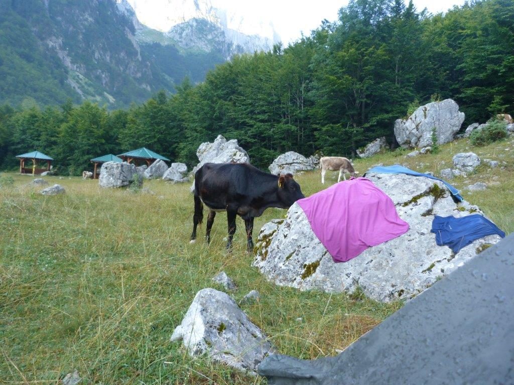 kravicka chtela ochutnat Barci rucnik