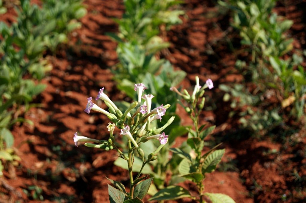 Údolí Viñales 