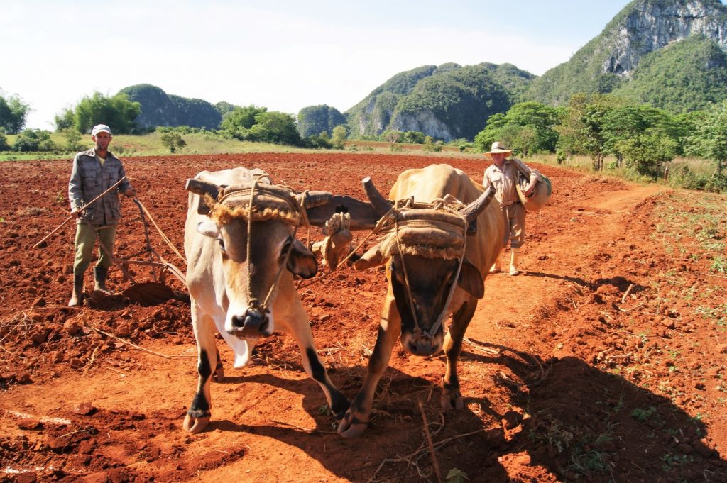 Údolí Viñales 